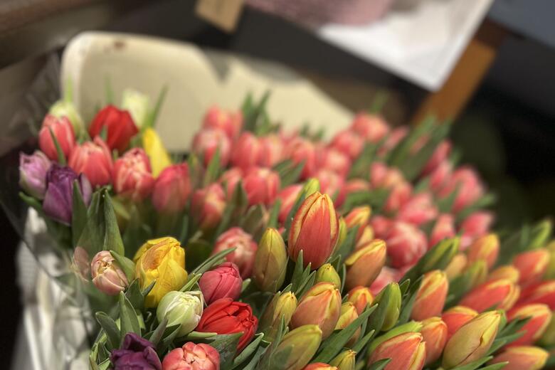 Tulpen