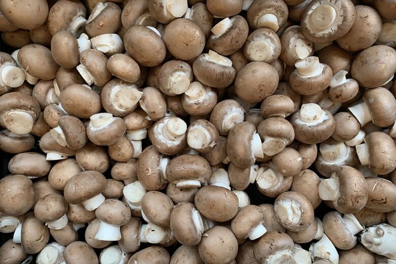 Frische Champignon aus Klein Gerau